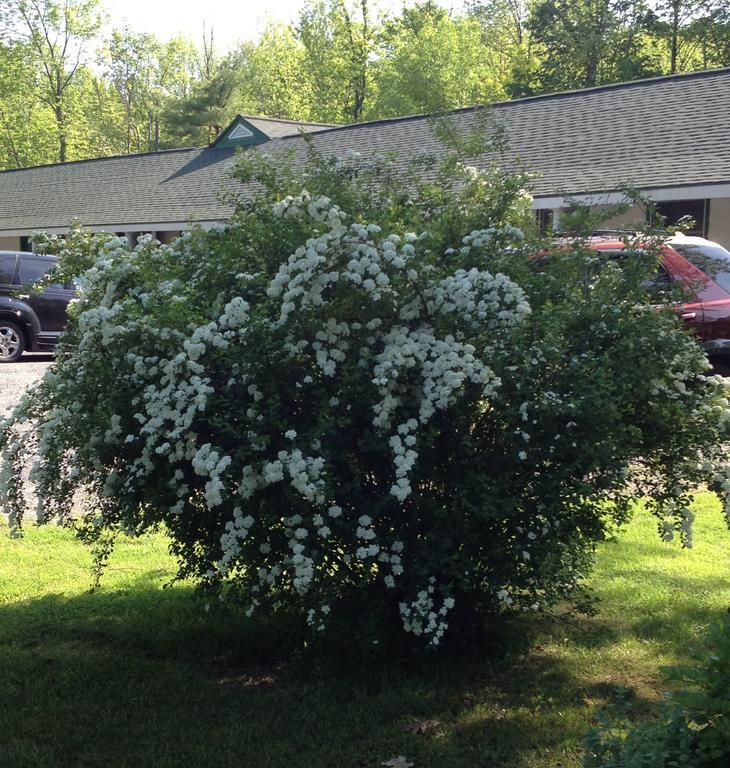 Mcgregor Inn Motel Wilton Εξωτερικό φωτογραφία